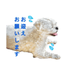 うちのマルペキ 日常使い（個別スタンプ：13）