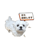 うちのマルペキ 日常使い（個別スタンプ：16）