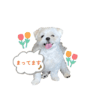 うちのマルペキ 日常使い（個別スタンプ：19）