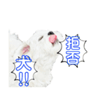 うちのマルペキ 日常使い（個別スタンプ：29）