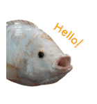クールな魚！！！（個別スタンプ：1）