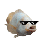 クールな魚！！！（個別スタンプ：3）