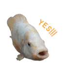 クールな魚！！！（個別スタンプ：9）