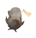 クールな魚！！！（個別スタンプ：10）