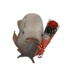 クールな魚！！！（個別スタンプ：28）