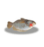 クールな魚！！！（個別スタンプ：35）