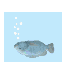 クールな魚！！！（個別スタンプ：37）