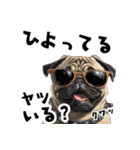 ロックで時々オネェなパグ（個別スタンプ：33）