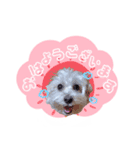 マルプーのコチル（個別スタンプ：1）