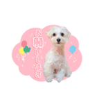 マルプーのコチル（個別スタンプ：5）