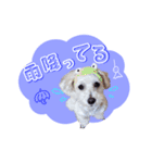 マルプーのコチル（個別スタンプ：6）