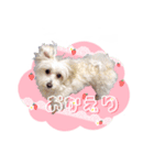 マルプーのコチル（個別スタンプ：7）