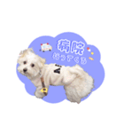 マルプーのコチル（個別スタンプ：8）