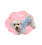 マルプーのコチル（個別スタンプ：11）