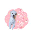 マルプーのコチル（個別スタンプ：13）