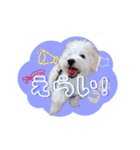 マルプーのコチル（個別スタンプ：14）