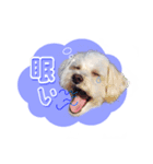 マルプーのコチル（個別スタンプ：16）