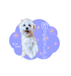 マルプーのコチル（個別スタンプ：20）