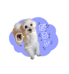 マルプーのコチル（個別スタンプ：24）