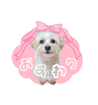 マルプーのコチル（個別スタンプ：25）