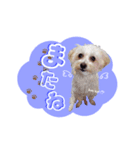 マルプーのコチル（個別スタンプ：26）
