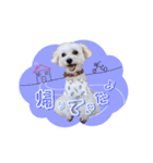 マルプーのコチル（個別スタンプ：28）