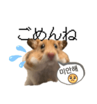 たまに韓国語のハムさん（個別スタンプ：12）