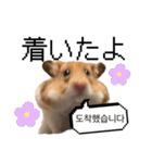 たまに韓国語のハムさん（個別スタンプ：22）