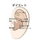 耳つぼ紹介スタンプ（個別スタンプ：34）