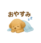 トイプードルのココ 毎日スタンプ（個別スタンプ：3）