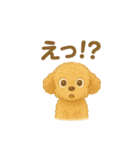 トイプードルのココ 毎日スタンプ（個別スタンプ：7）