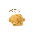 トイプードルのココ 毎日スタンプ（個別スタンプ：15）