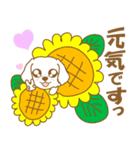 わんこびより(マルチーズ)①（個別スタンプ：30）