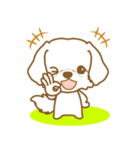 わんこびより(マルチーズ)①（個別スタンプ：34）