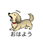 名前入りダックスシェーデッドクリーム（個別スタンプ：3）