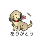 名前入りダックスシェーデッドクリーム（個別スタンプ：5）