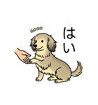 名前入りダックスシェーデッドクリーム（個別スタンプ：6）