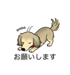 名前入りダックスシェーデッドクリーム（個別スタンプ：7）