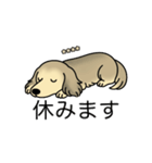 名前入りダックスシェーデッドクリーム（個別スタンプ：16）