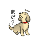 名前入りダックスシェーデッドクリーム（個別スタンプ：20）