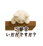 おでかけ・待ち合わせに便利 白猫スタンプ（個別スタンプ：3）