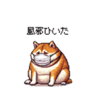 風邪ひき太っちょ柴犬 体調不良の時に（個別スタンプ：1）