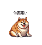 風邪ひき太っちょ柴犬 体調不良の時に（個別スタンプ：2）