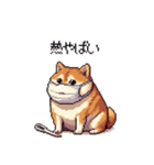 風邪ひき太っちょ柴犬 体調不良の時に（個別スタンプ：10）