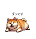 風邪ひき太っちょ柴犬 体調不良の時に（個別スタンプ：15）