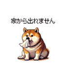 風邪ひき太っちょ柴犬 体調不良の時に（個別スタンプ：20）