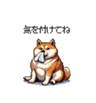 風邪ひき太っちょ柴犬 体調不良の時に（個別スタンプ：30）