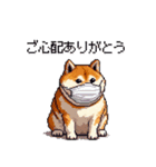 風邪ひき太っちょ柴犬 体調不良の時に（個別スタンプ：34）