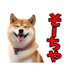 大分弁☆柴犬（個別スタンプ：1）