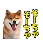 大分弁☆柴犬（個別スタンプ：2）